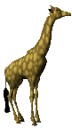 giraffe animation